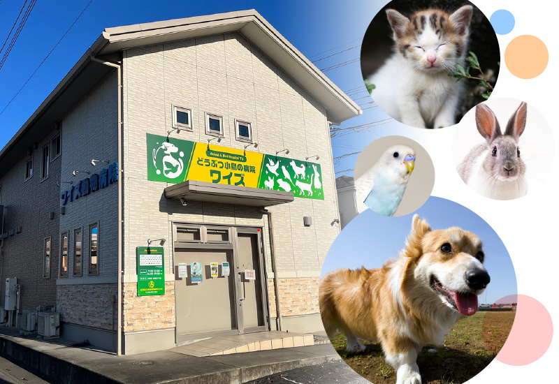 どうぶつ小鳥の病院ワイズ